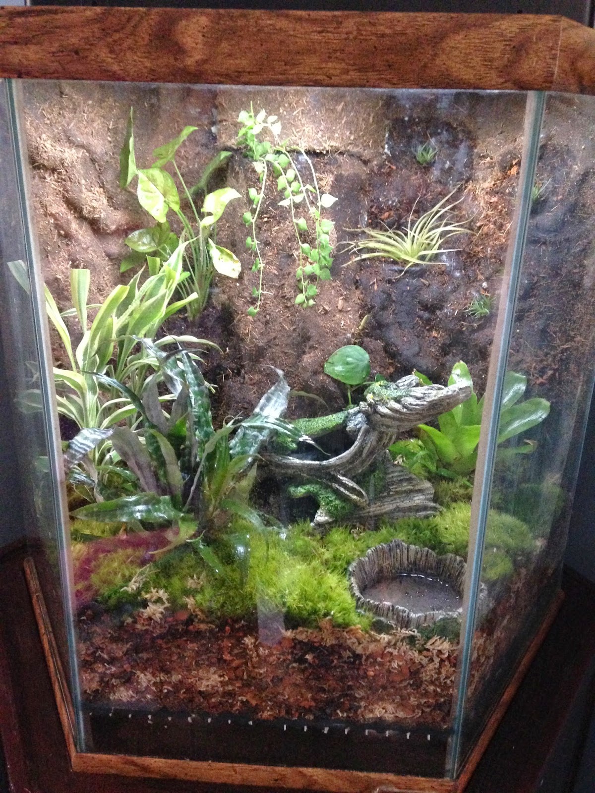 Ponderings of the pensive percussionist Tree Frog Vivariums 101 part1