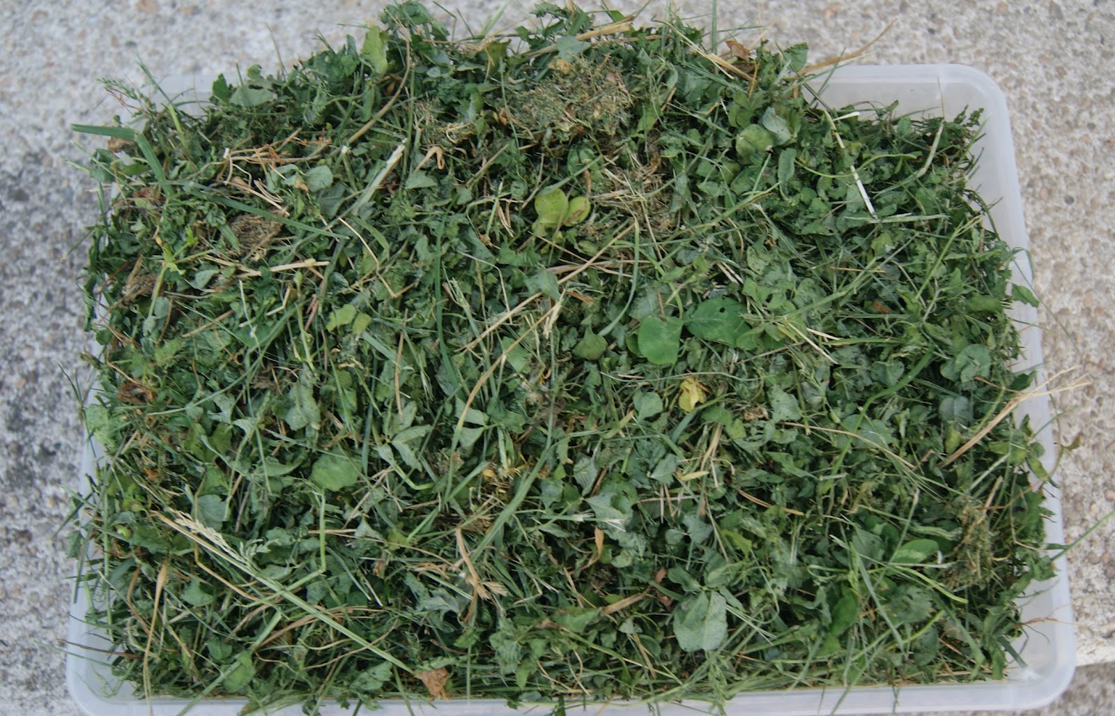 Fuzzibutt's Rabbitry Fresh Dried Clover Hay