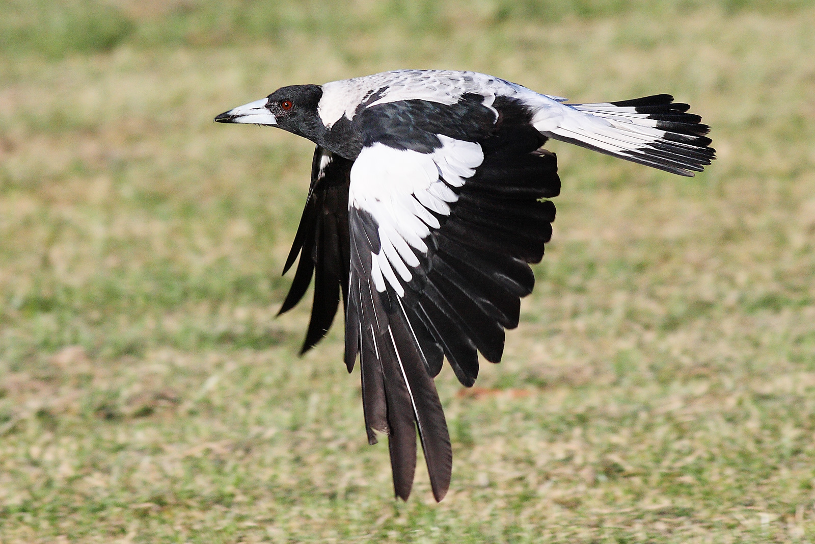 Magpie The Life of Animals