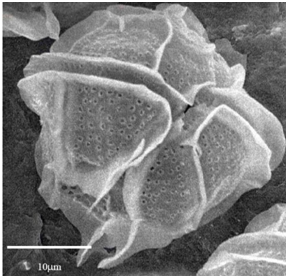 Bahan Kuliah: Marine Biotoxin