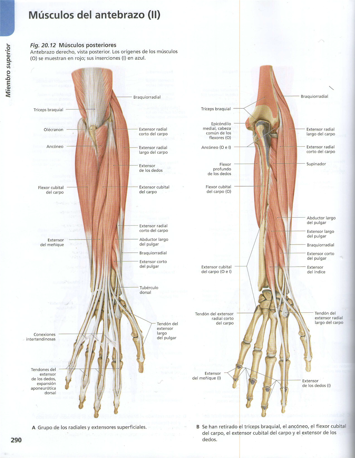 Disección de Antebrazo Posterior Medicina Valera