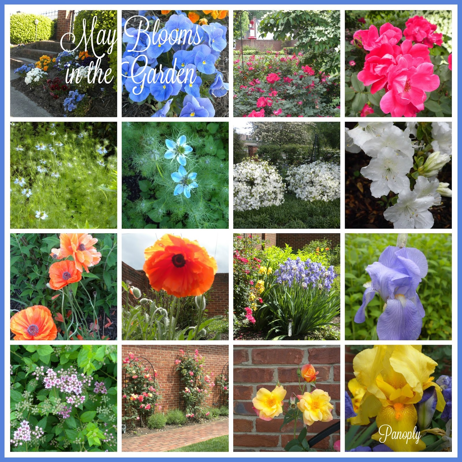 Panoply May Garden Profusion of Blooms