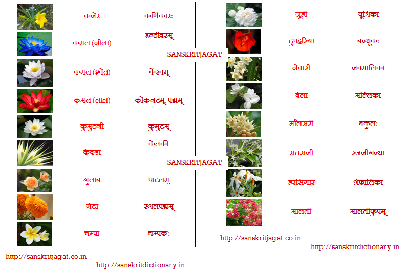 चित्रकोश