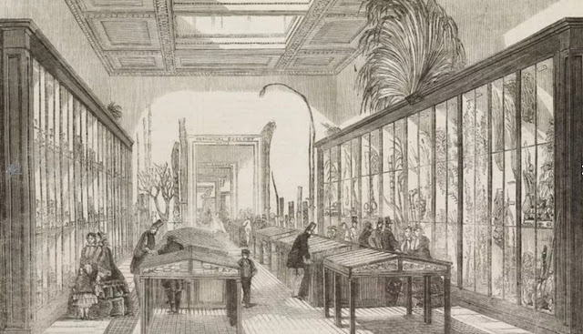 Зал ботаники в Британском музее, 1858 год