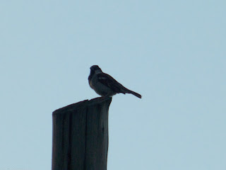 Palomas y pájaros wallpapers