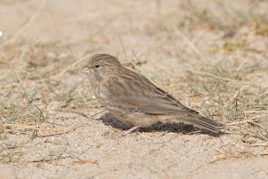 Yemen Serin (Serinus menachensis)