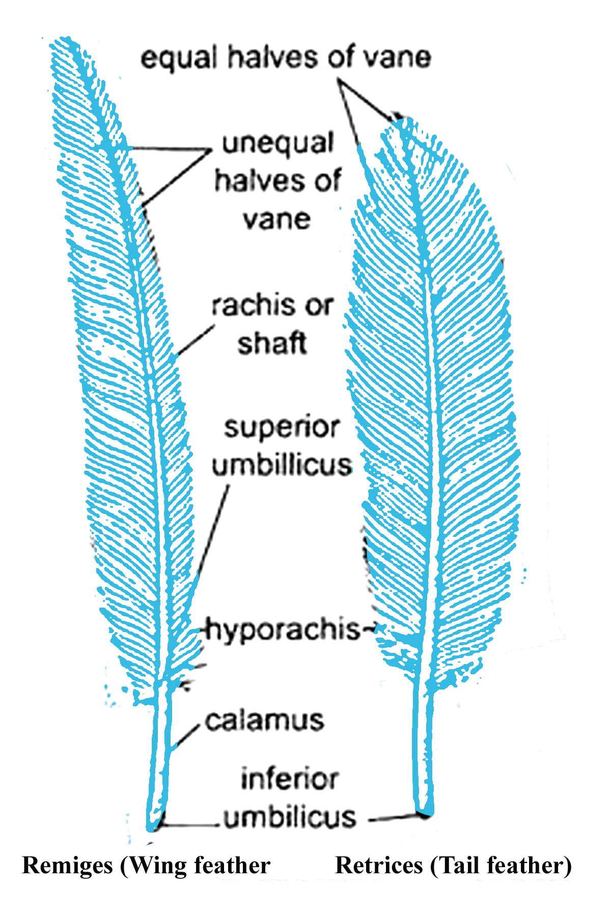 Comparative Zoology by Dr. Vidhin Kamble B. Sc I Hard derivatives of
