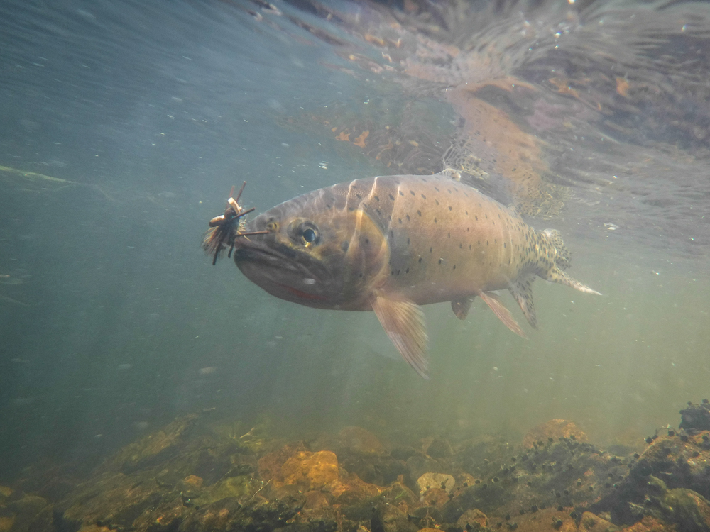Lake Fork Conejos River