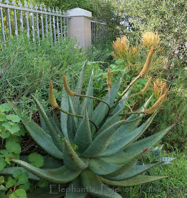 Aloe ferox buds