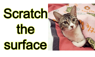 6 things make your cat happy Australian Cat Breeds