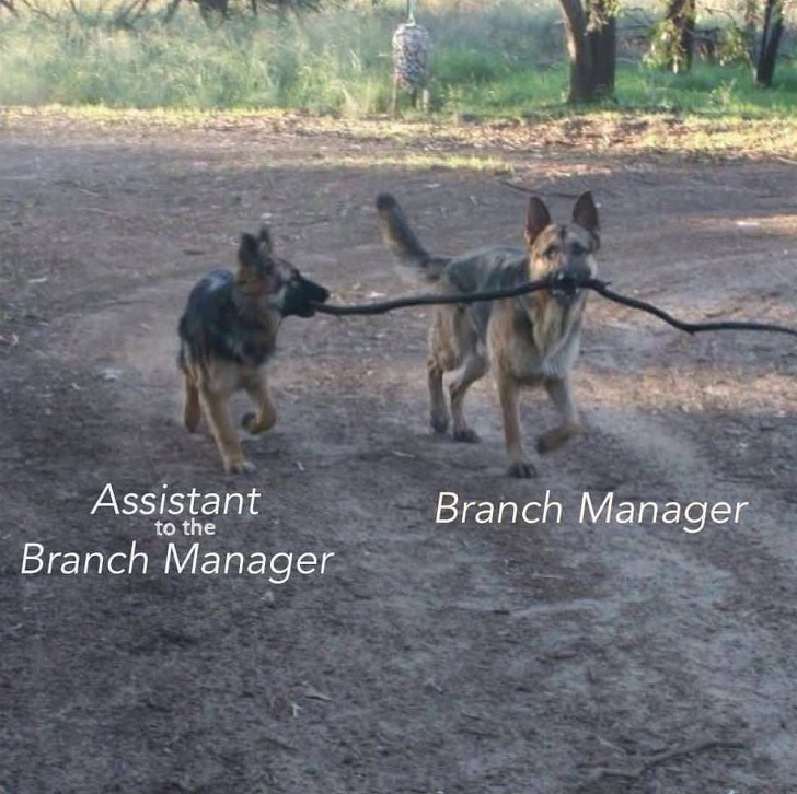 21 Amusing Pictures Depict Animals Mastering The Art Of Teamwork