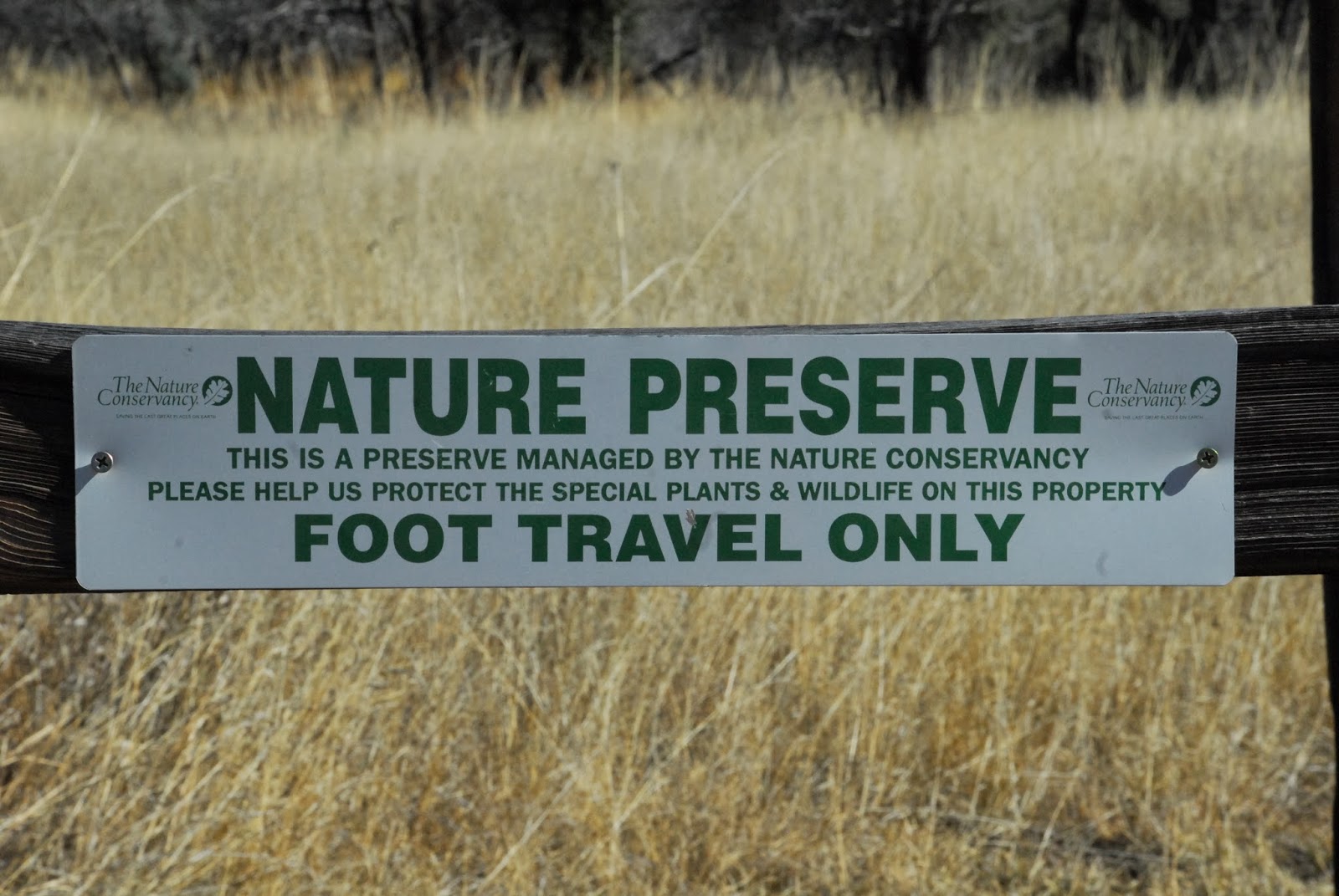Texas Mountain Trail Daily Photo Montezuma Quail