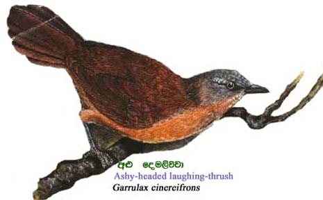 Incredible Srilanka Ashyheaded laughing thrush (Garrulax cinereifrons)
