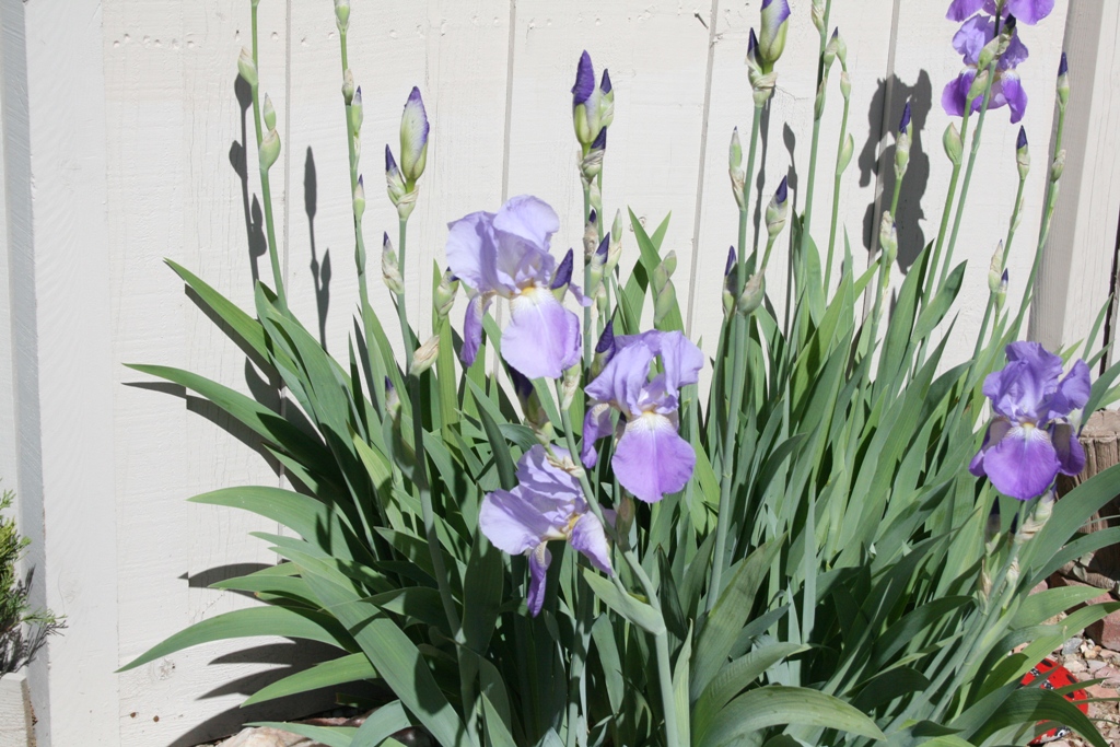 The Flower Bin How to Plant and Grow Bearded Iris