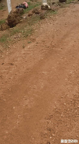 umjjal_kr_110.gif