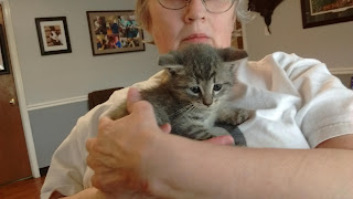 5 week old kitten with a fractured tail in my arms at the vet 5 week old kitten with a fractured tail in my arms at the vet