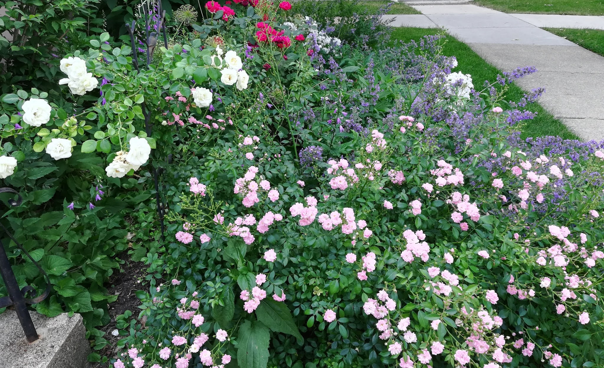 How to Prune Miniature Roses and Knock Out Roses for a Rebloom