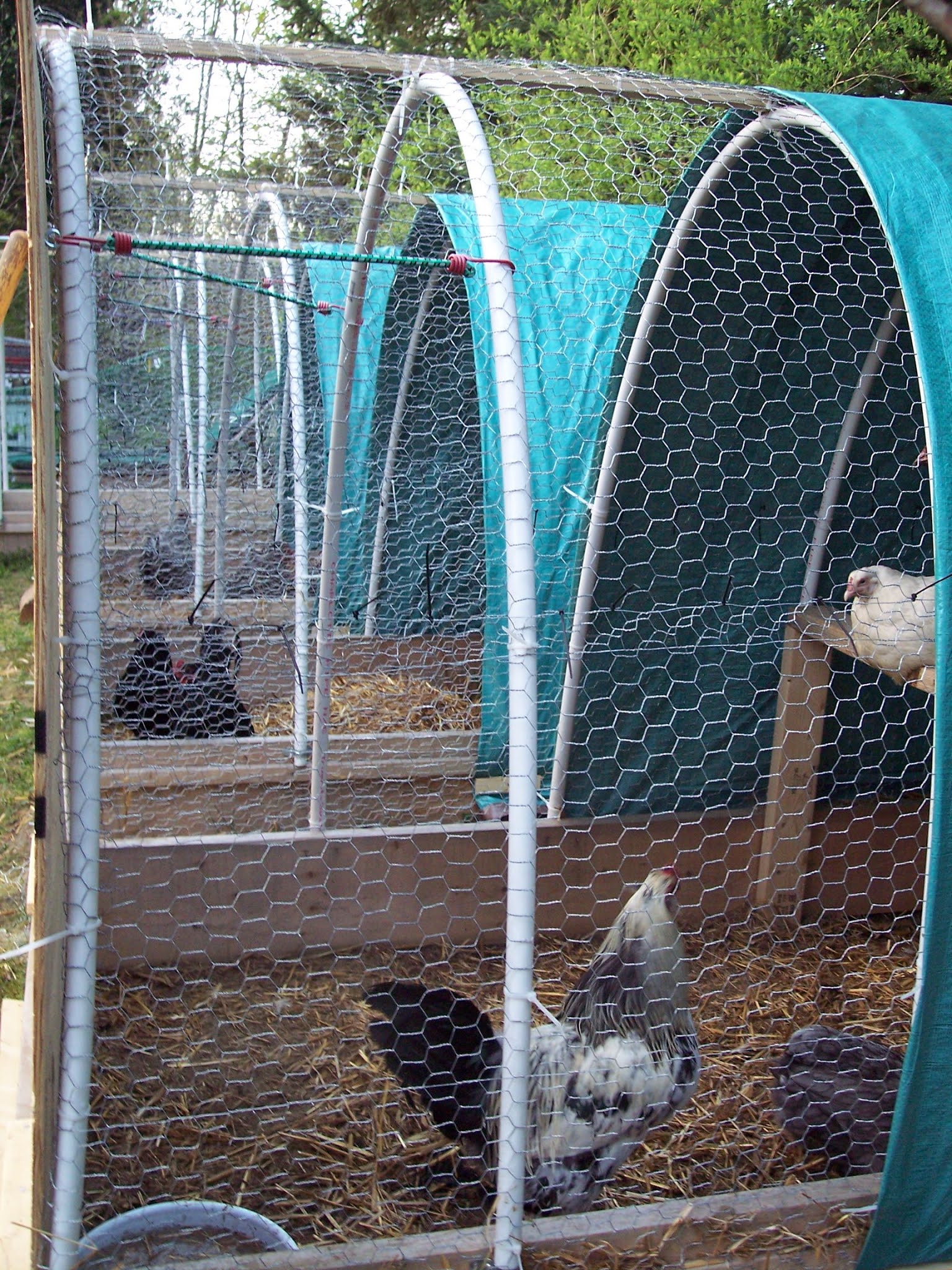 Top 10 Brahma Chicken Coop Plans Ideas Chicken Galleri