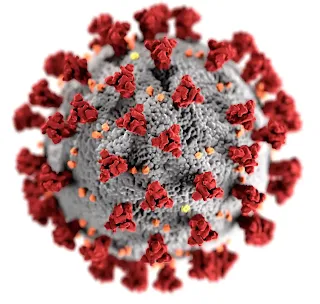 كيف يهاجم فيروس كورونا الجسم البشري؟