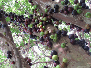 Jaboticaba,  Jaboticabeira