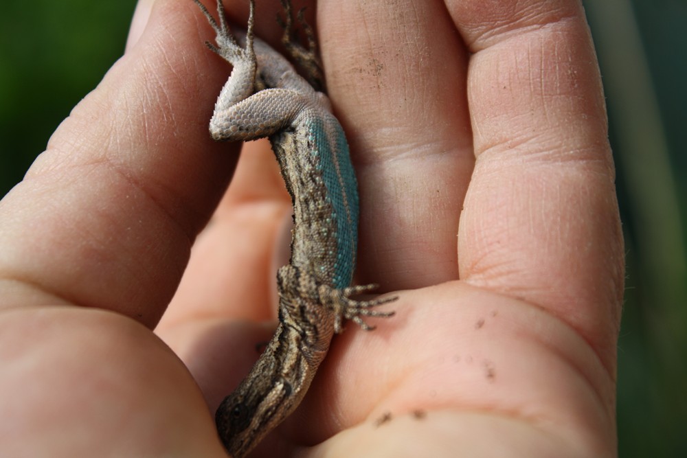 The Edible Garden Harvest Monday