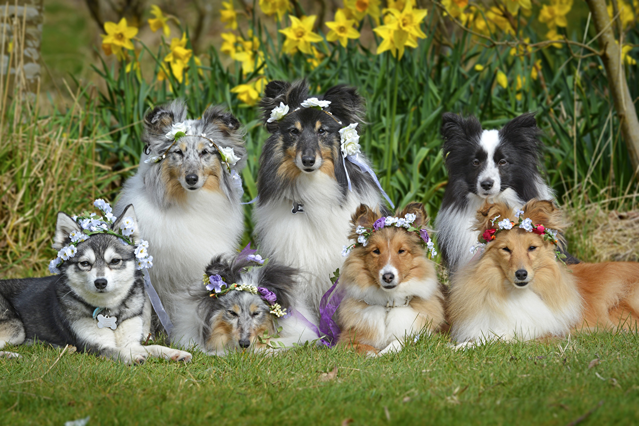 Süs Köpeği Cinsleri ve Görselleri Gezilmeye Değer Yerler Seyahat Tur