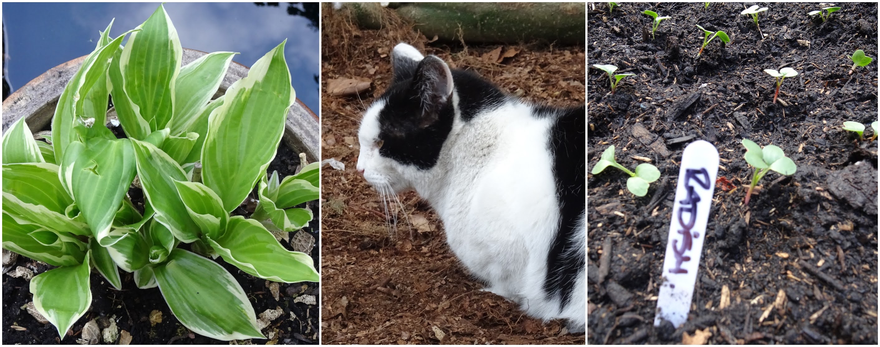 Vintage Vixen 04 2021 vintage-vixen-04-2021