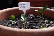 Sapote - vom Kern zur Pflanze -