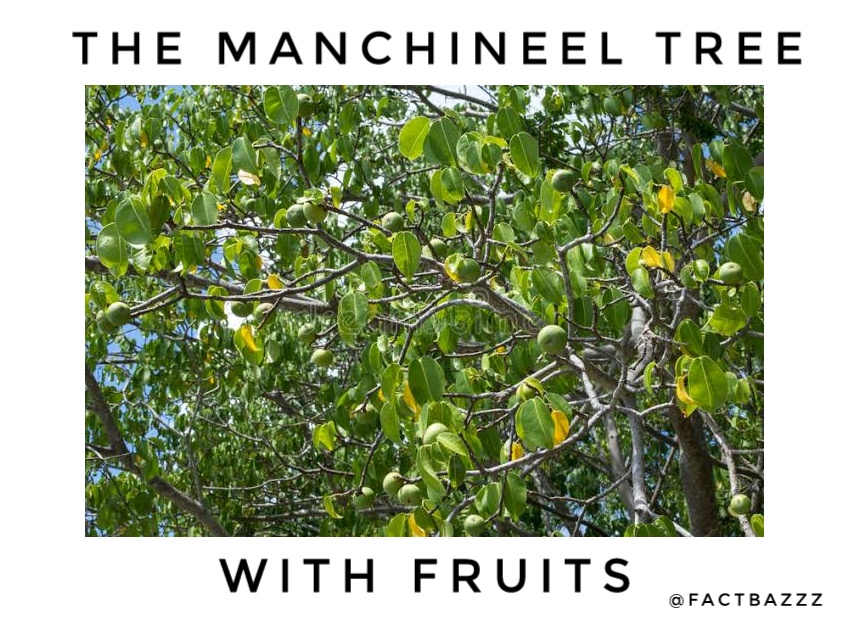 The Most Dangerous Trees In The World