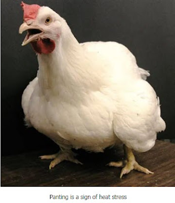panting a sign of heat stress in poultry