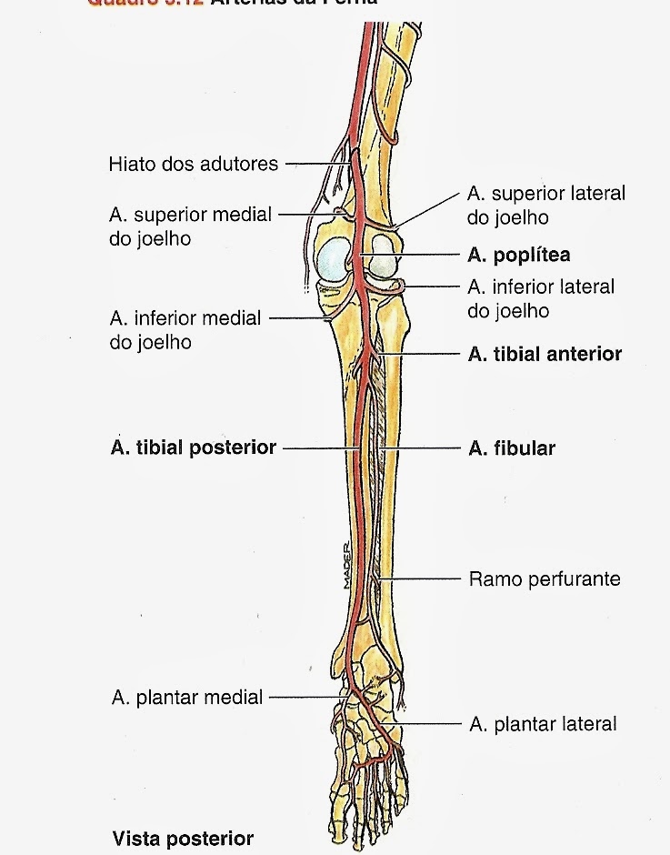SOS PÉ DIABÉTICO ANATOMIA ARTERIAL DA