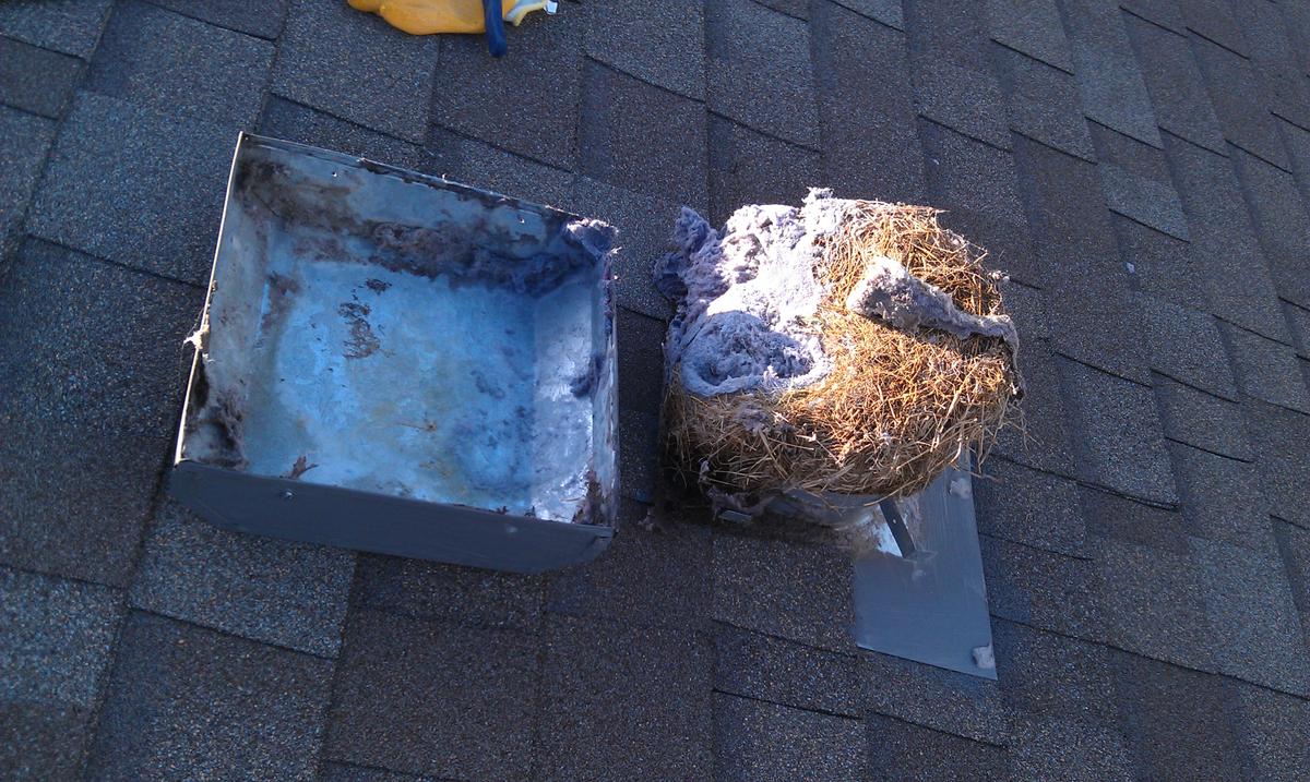 Bird In Everything Birds In Dryer Vent