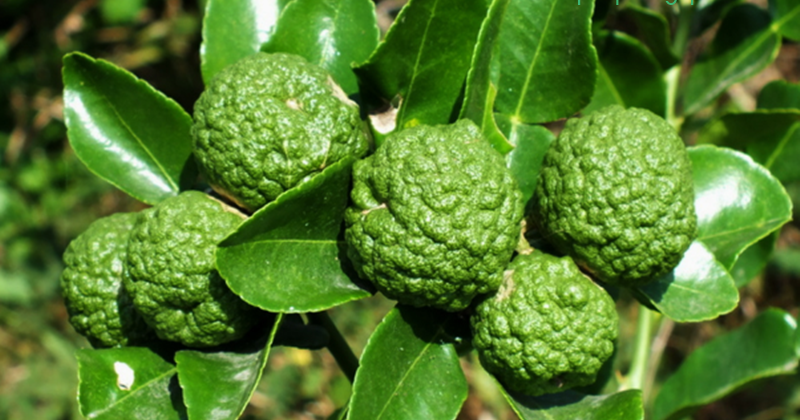 20 Arti Mimpi Tentang Buah Jeruk Purut Menurut Primbon Jawa Dan Islam - Arti  Mimpi