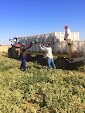 Picking up melons and water melons