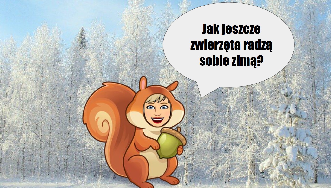 Zwierzęta Które Zasypiają Na Zimę Przedszkole Jak zimują zwierzęta? - prezentacja. - Klasa pani Żanety