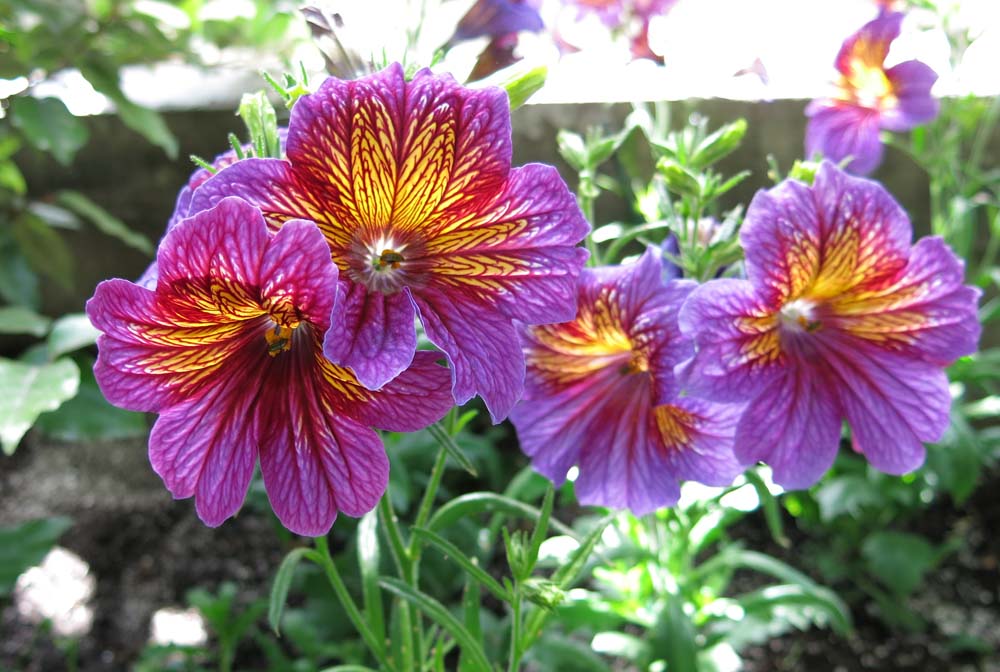 Toronto Grand Prix Tourist A Toronto Blog Allan Gardens Spring