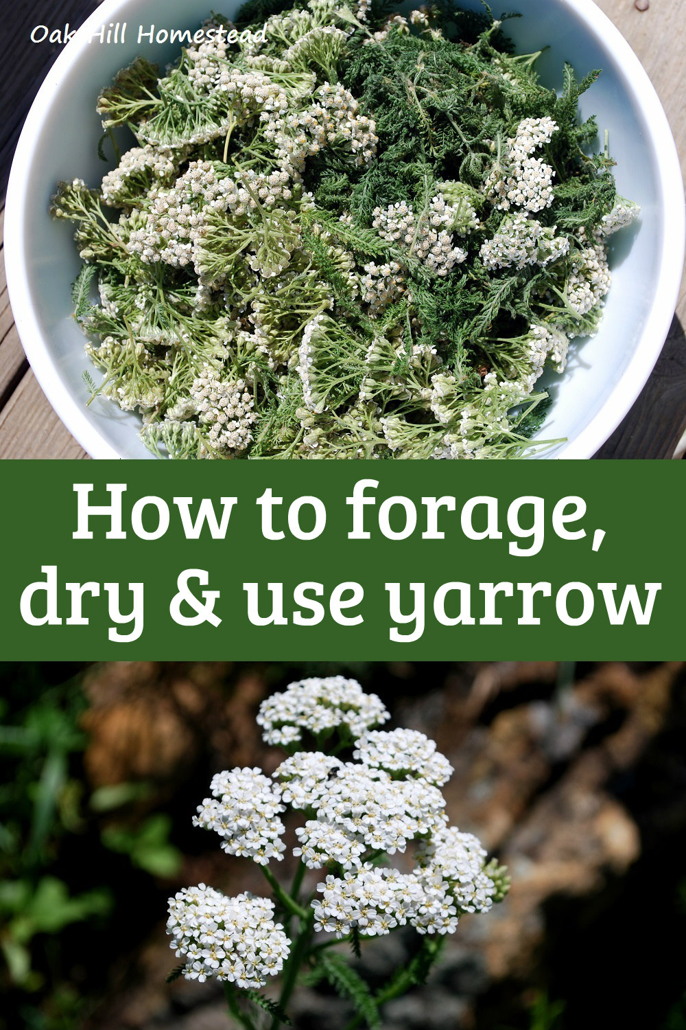 How To Forage, Harvest and Dry Yarrow Oak Hill Homestead