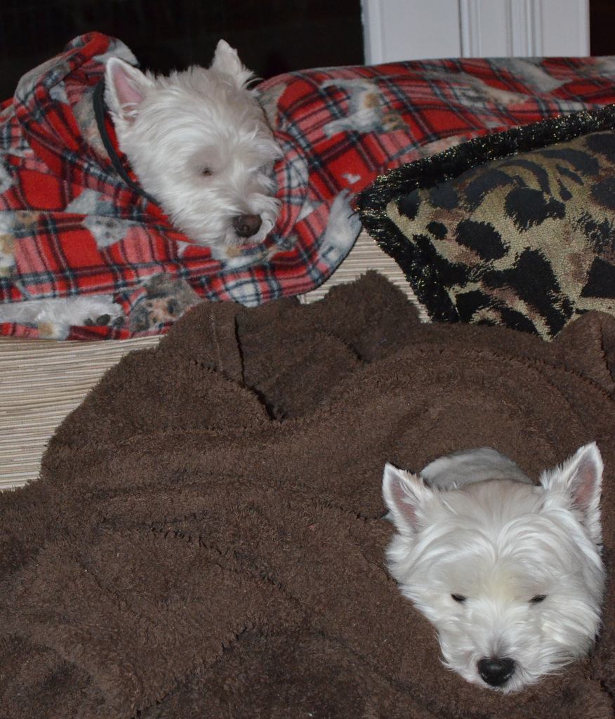 Westie Julep Westies Wrapped in Blankets & Another Completed Quilt