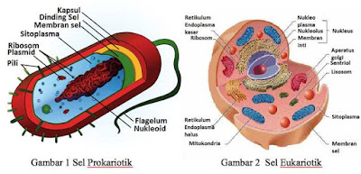 sel,pengertian sel,penjelasan tentang sel,sel prokariotik,sel eukariotik,organel sel,sel lengkap,penemu sel,teori sel.