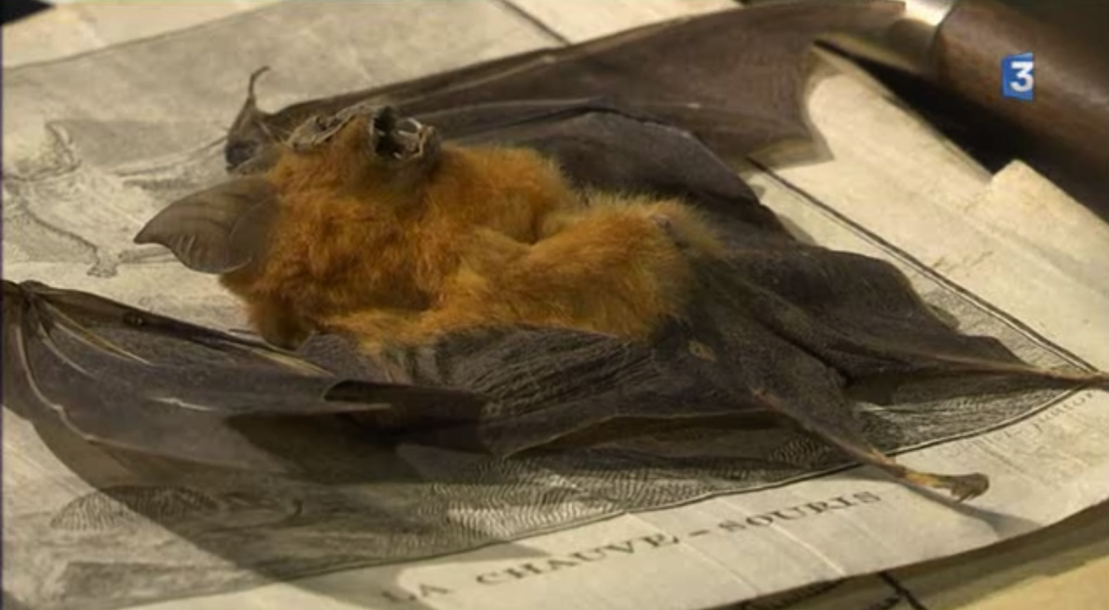 Les Animaux Fantastiques Aux Origines Du Mythe "Mon Cabinet de Curiosités" par Camille Renversade: Vampyr aux origines