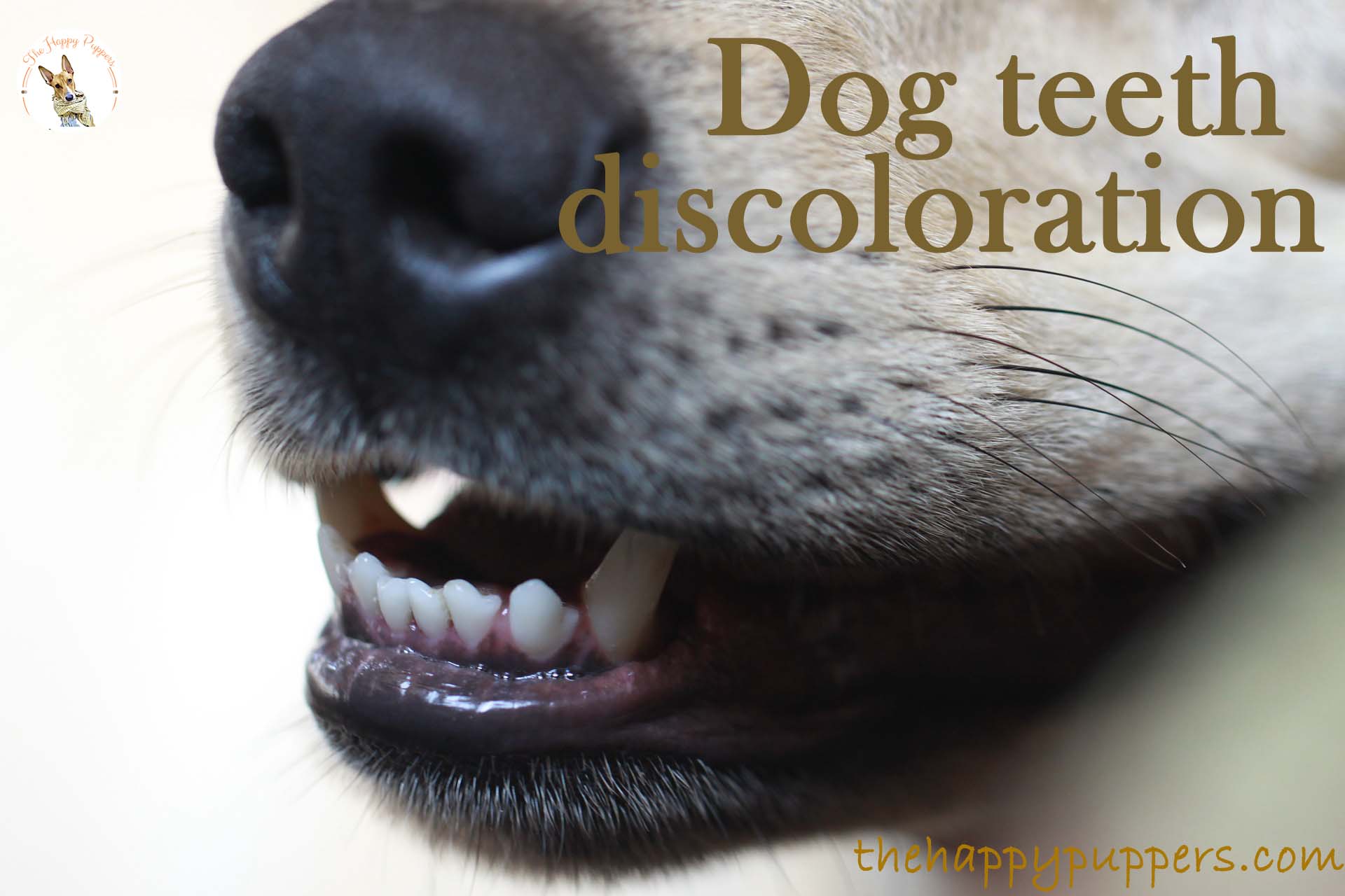 Dog teeth discoloration