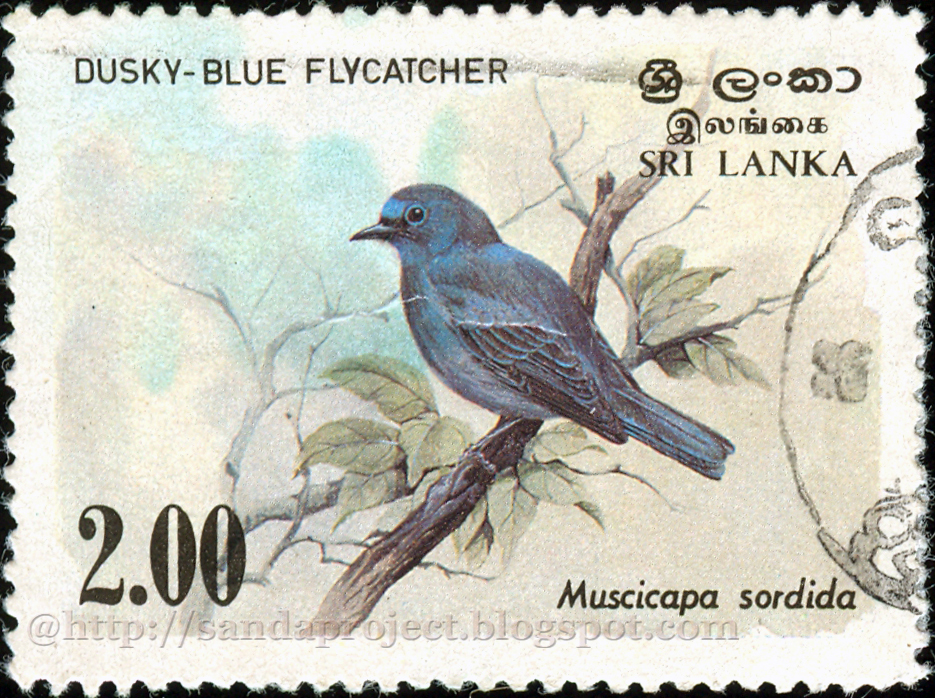 R bird. Голубая птица Шри Ланки. Птицы Шри Ланка. Птица на р. Dusky Blue.