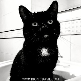 National Black Cat Day ©BionicBasil® Parsley