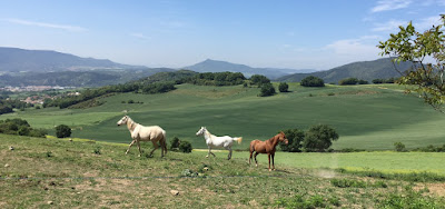 Paisaje de Estella ( Navarra )