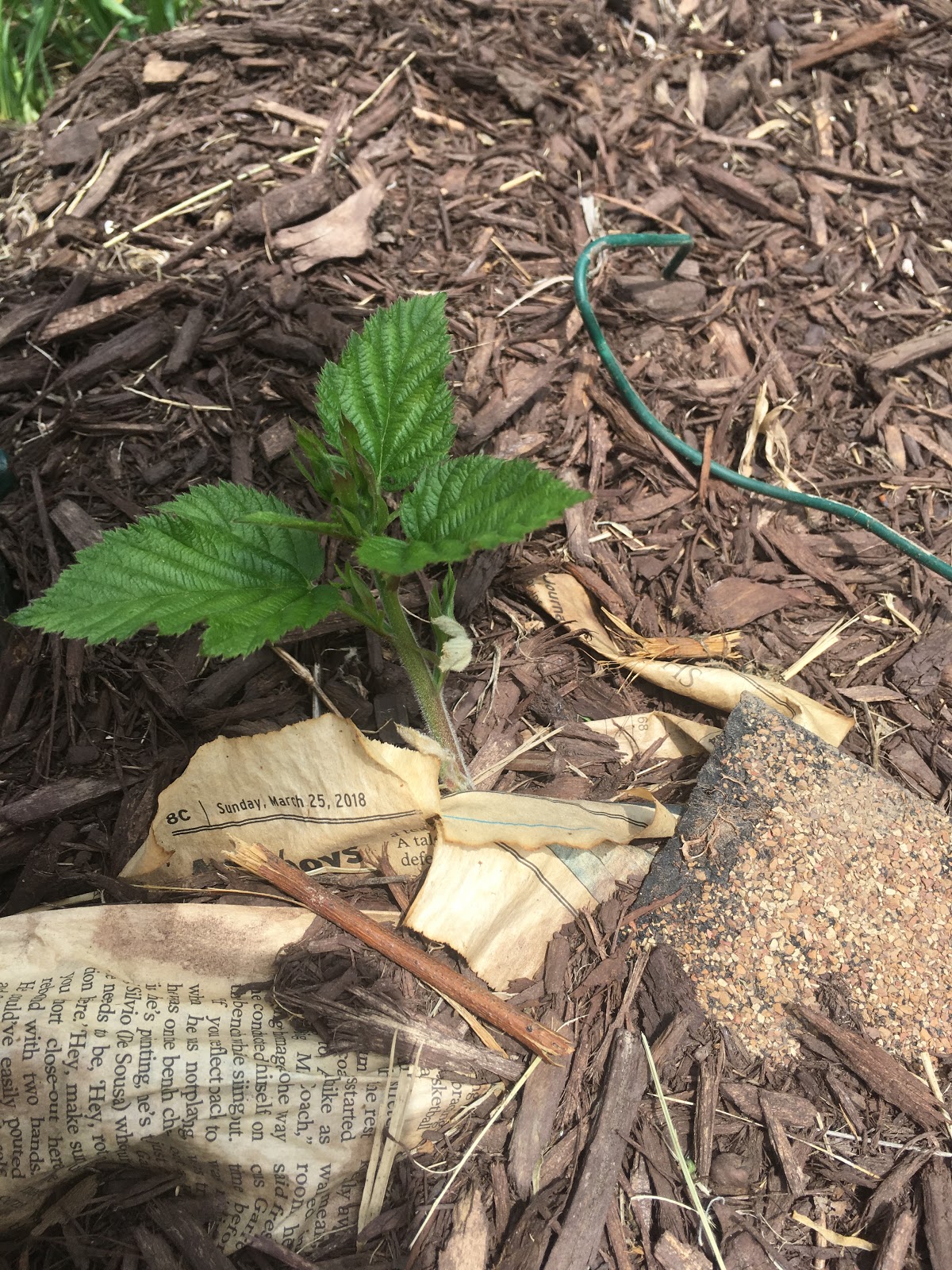 How to transplant blackberry bushes