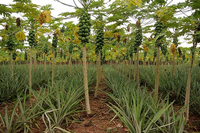 papaya and pineapple inter cropping
