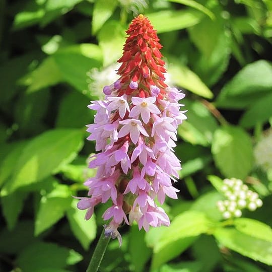 How to grow primula vialii