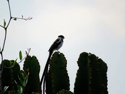 Pin-tailed Whydah in Uganda