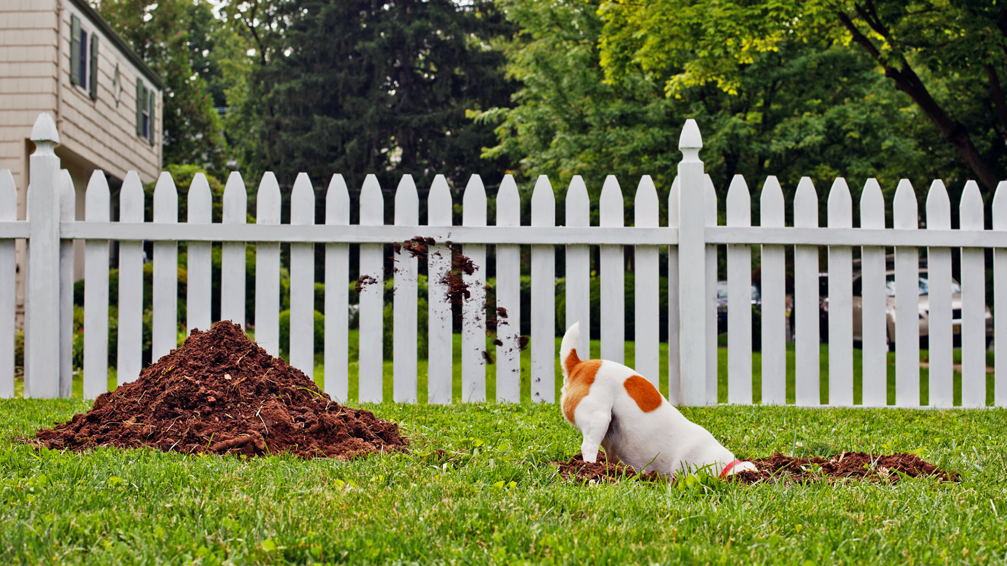 How to Manage a Yard with a Dog Best Manual Lawn Aerator