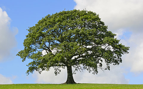 Planting white oak tree species